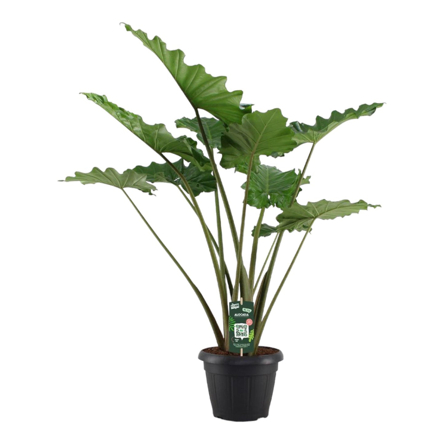 Alocasia Portodora