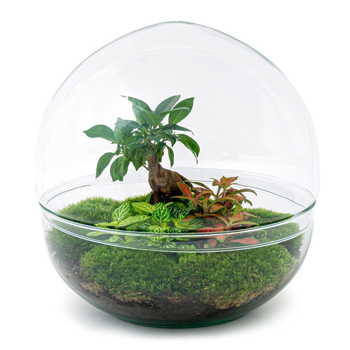 Flaschengarten - Dome XL - Ficus Ginseng Bonsai