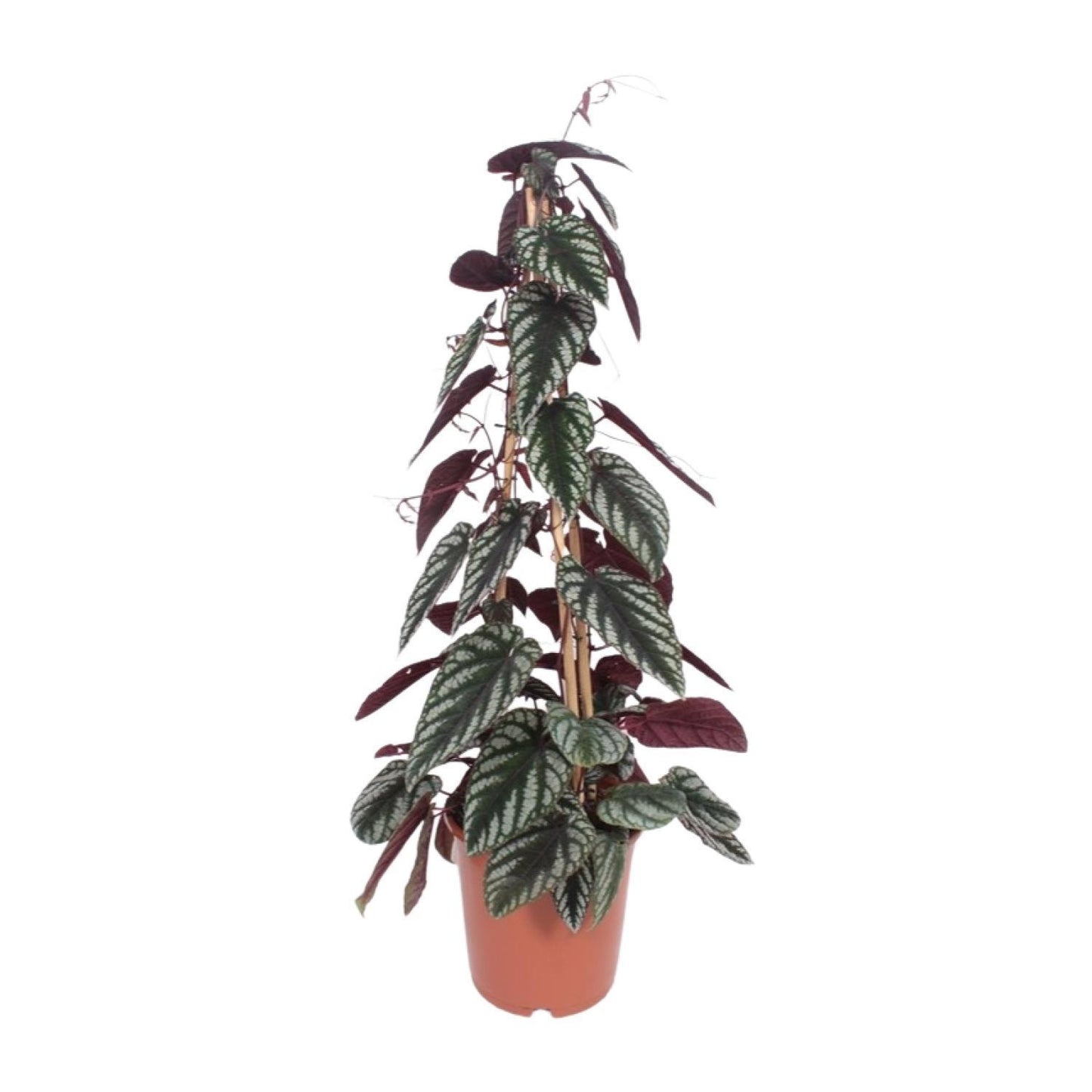 Cissus Antarctica