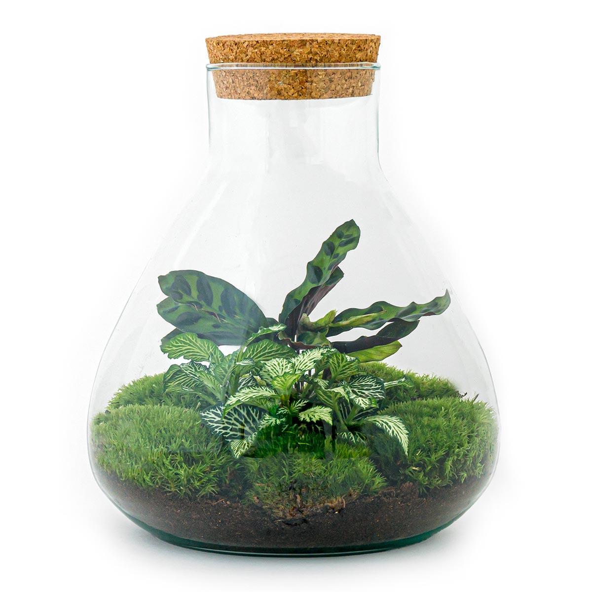 DIY terrarium – Sammie