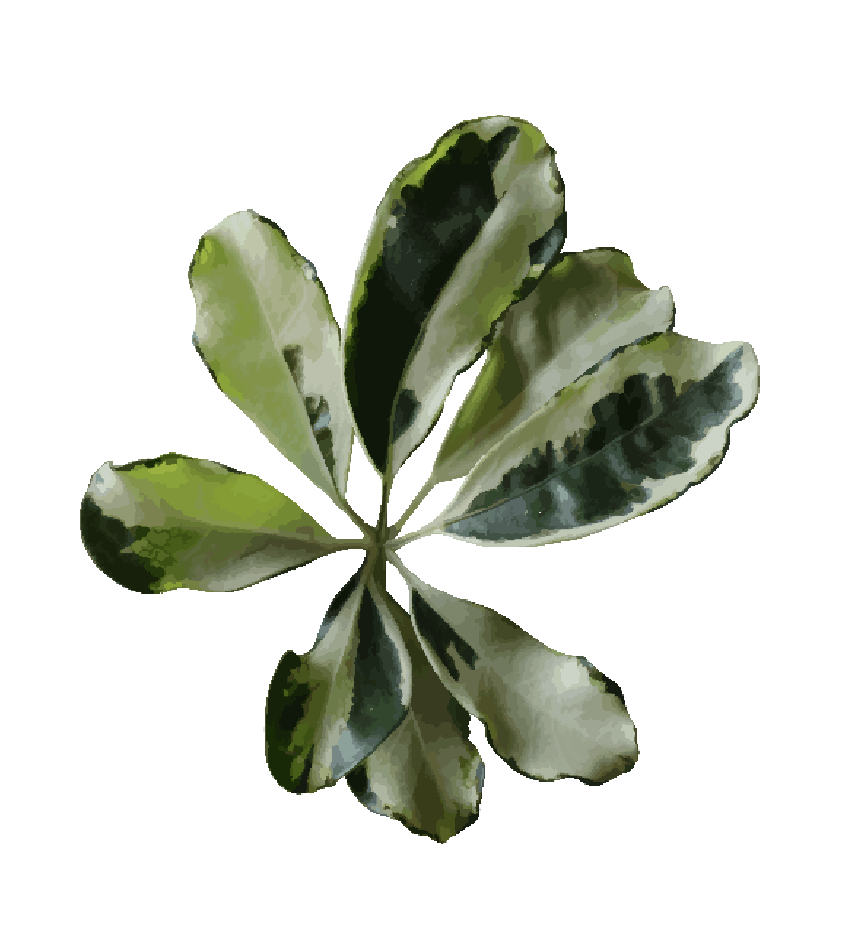 Schefflera