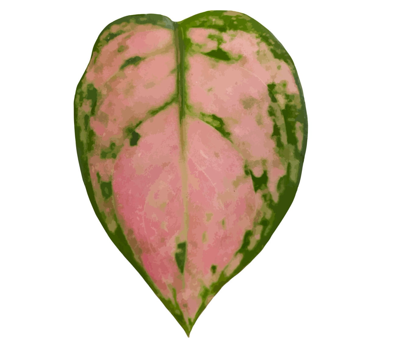 Aglaonema