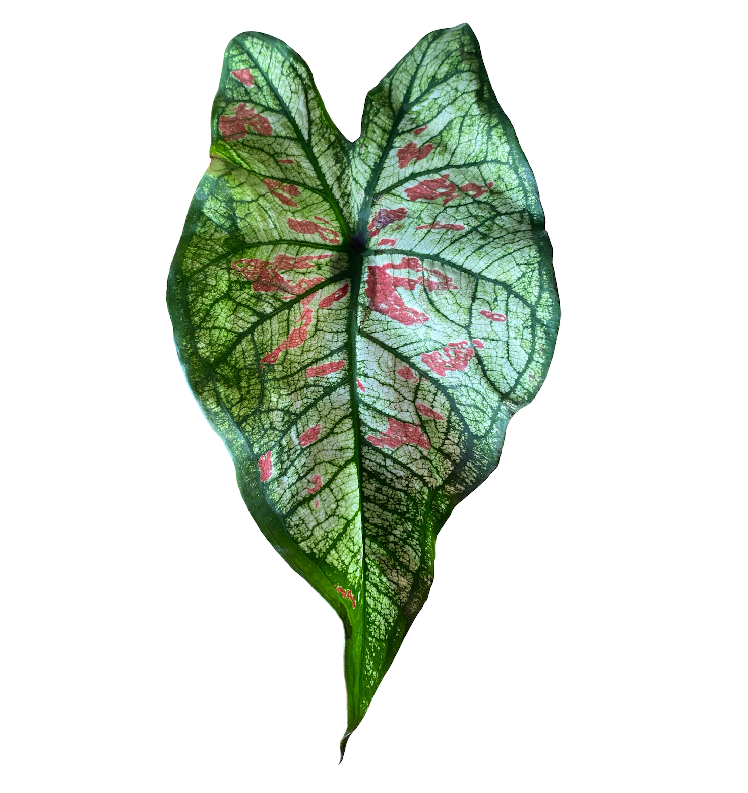 Caladium