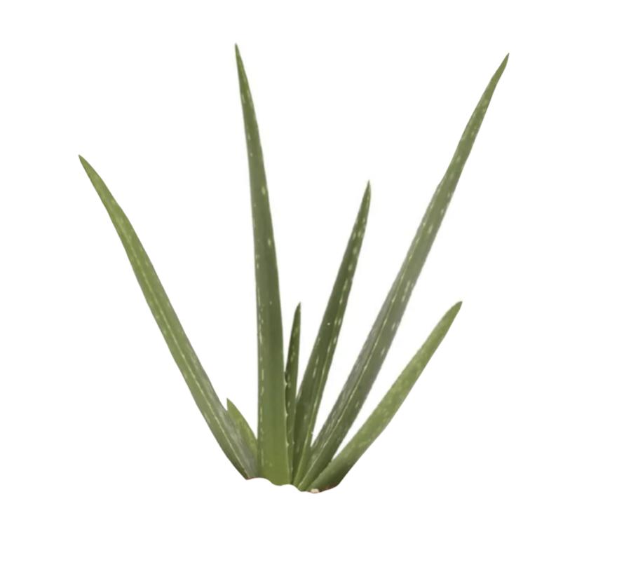 Aloe