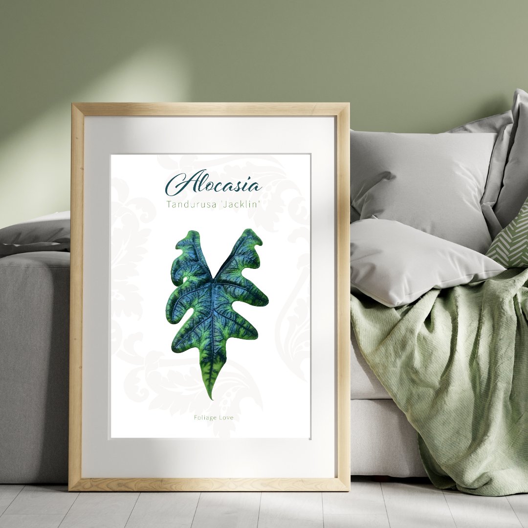 Gerahmtes Poster einer Alocasia Jacklyn