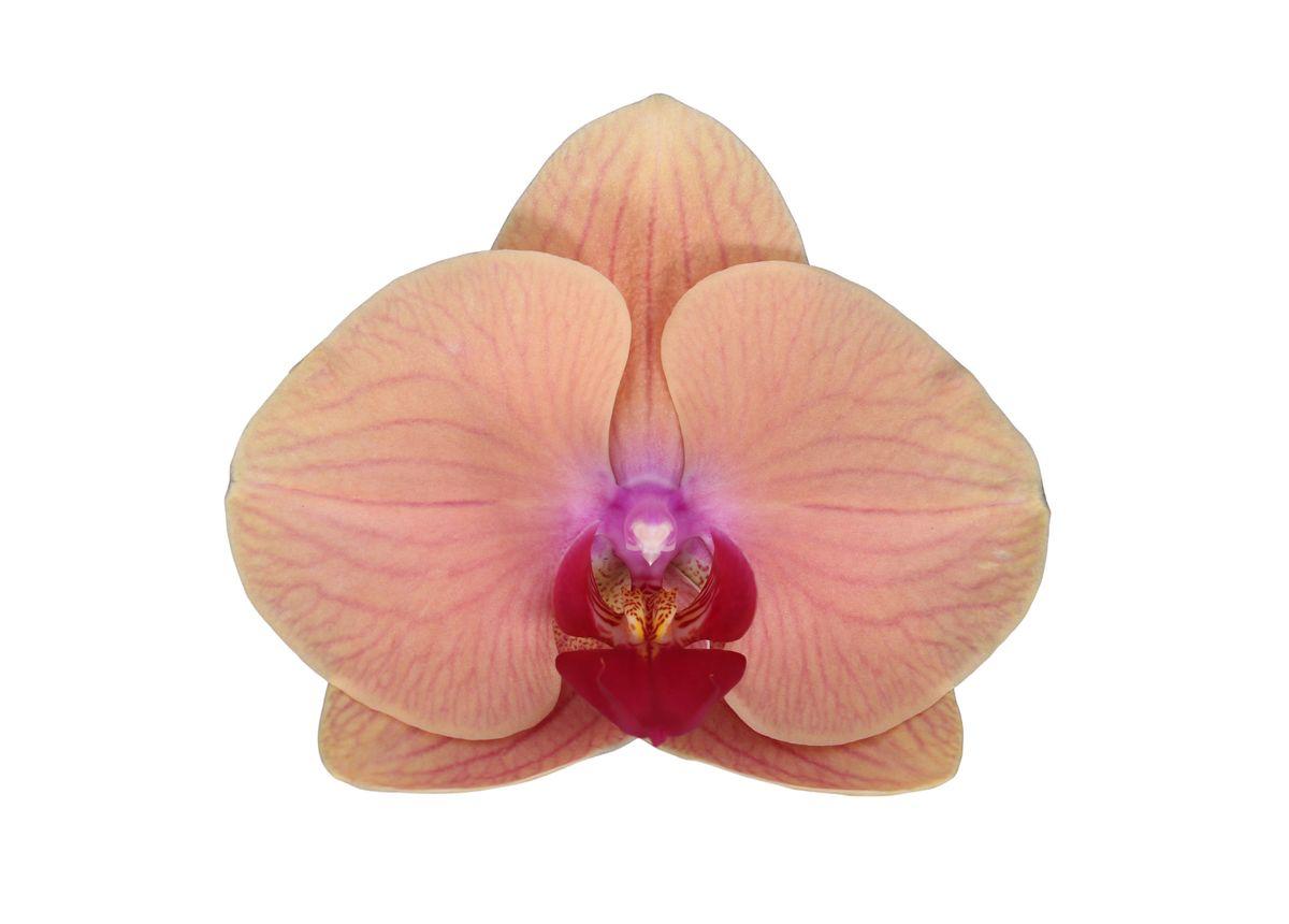 Orchideen