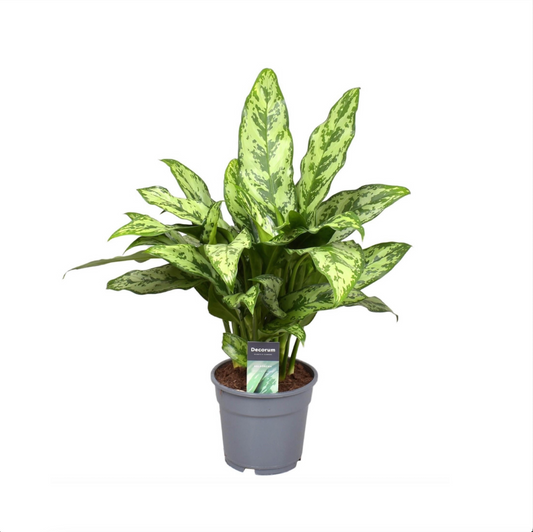 Aglaonema Romeo