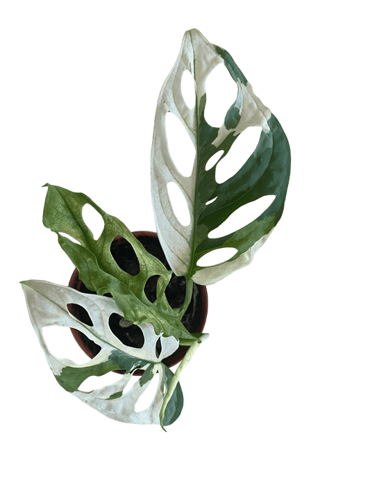 Monstera Adansonii Variegata