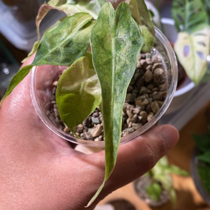 Alocasia Amazonica Polly Yellow Variegata