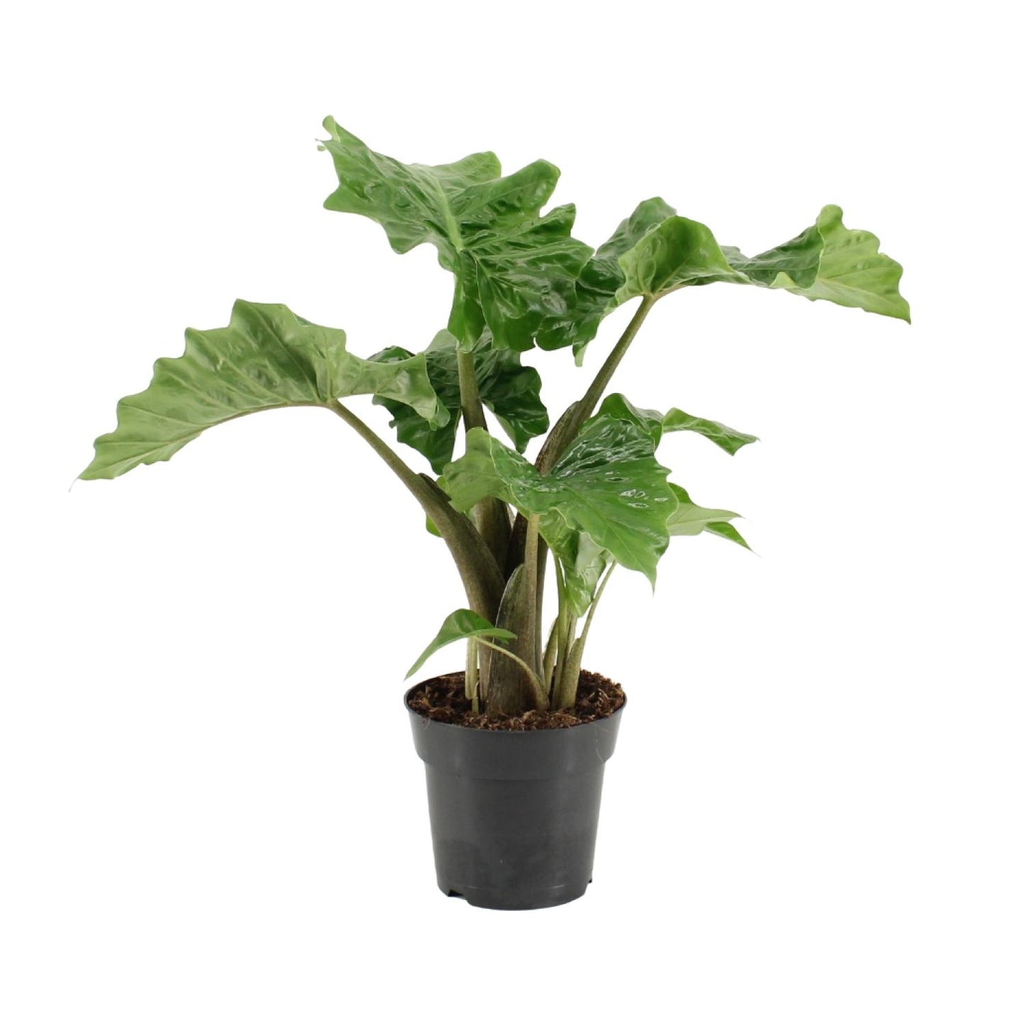 Alocasia Low Raider