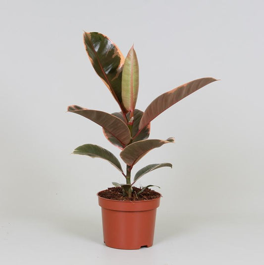 Ficus Elastica Belize