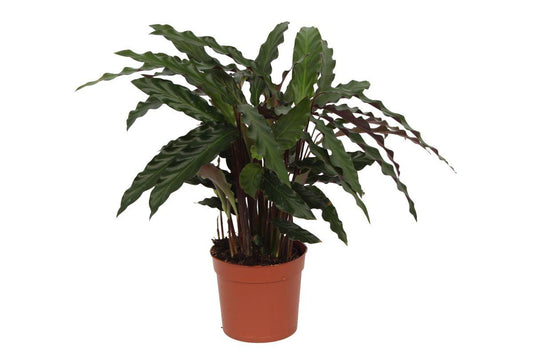 Calathea Elgergrass