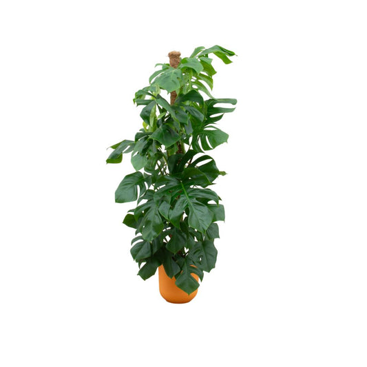 Kombi-Angebot - Monstera Pertusum XL inklusive elho Jazz Round gelb