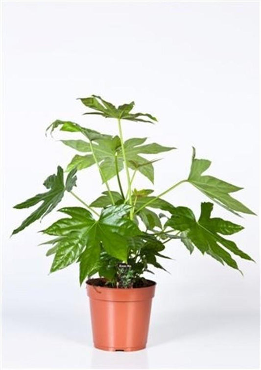 Fatsia Japonica