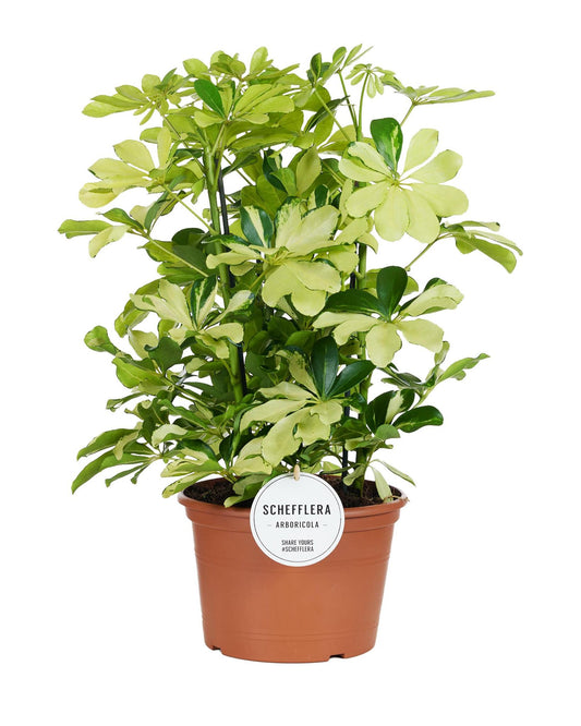 Schefflera Melanie