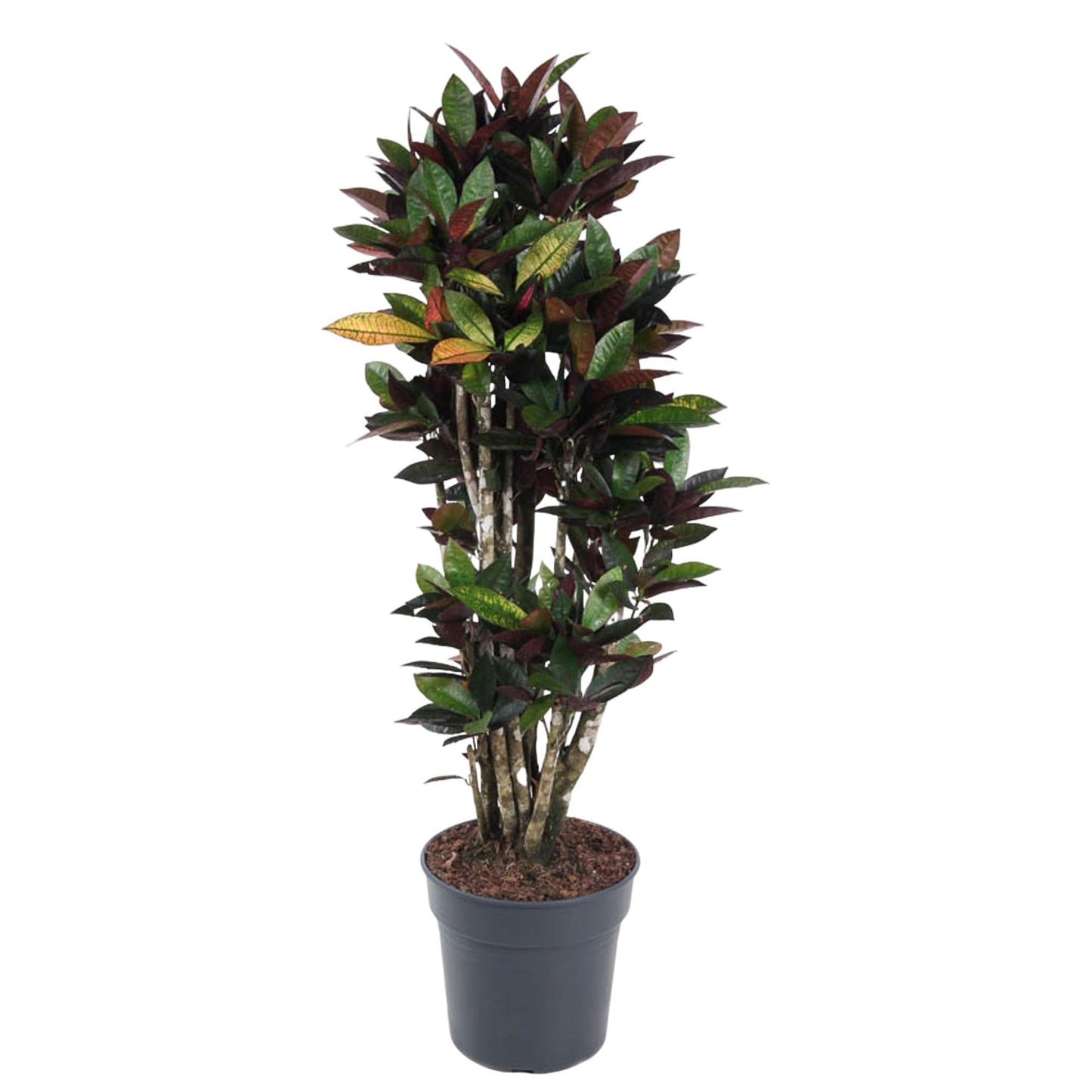 Codiaeum Mrc Iceton