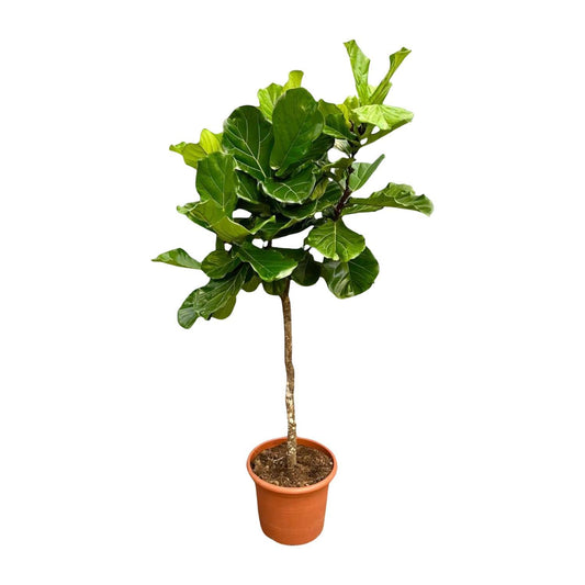 Ficus Lyrata Baum