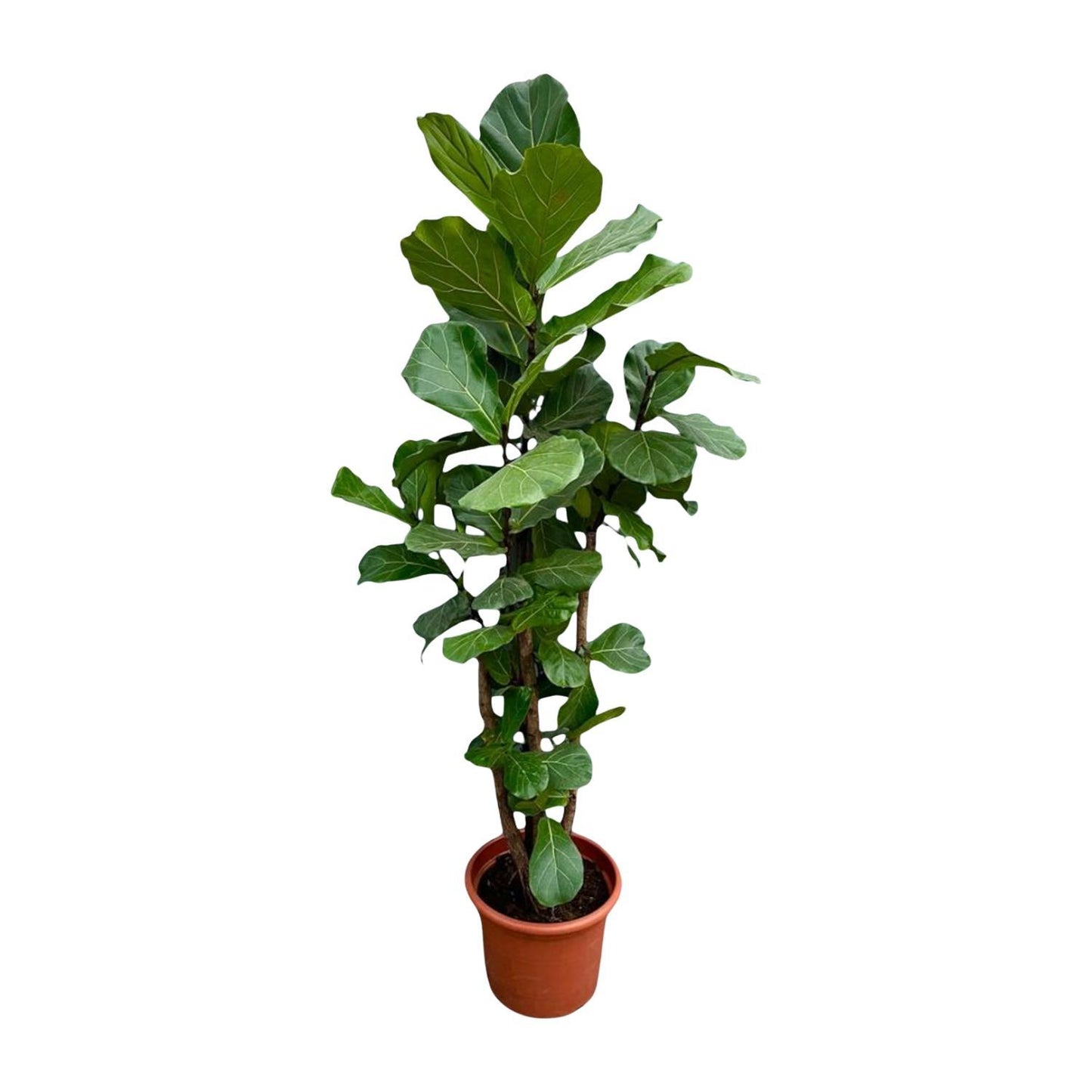 Ficus Lyrata