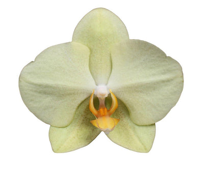 Phalaenopsis Volterra