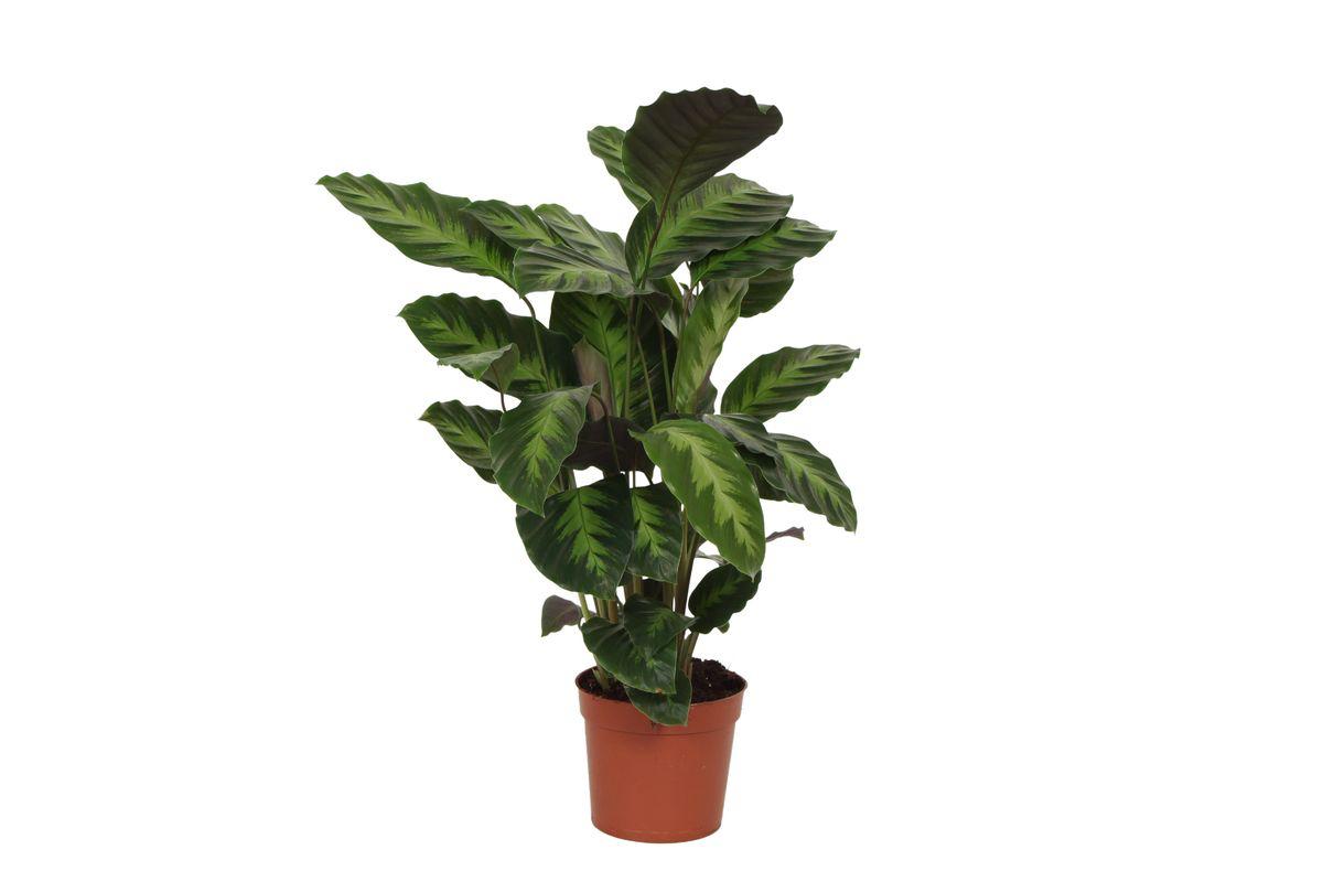 Calathea Misto