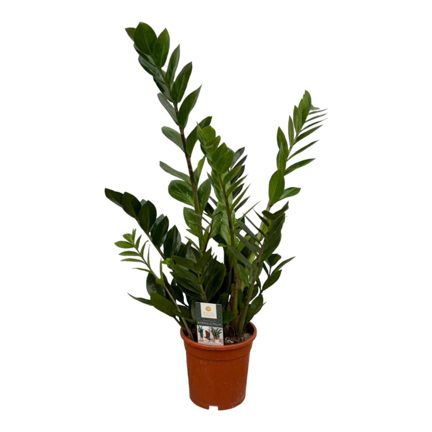 Zamioculcas