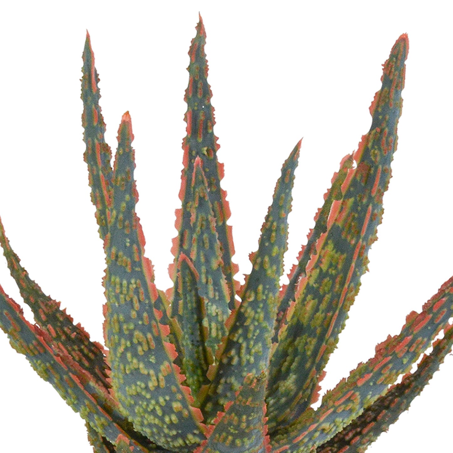 Aloe Zebrina Dannyz