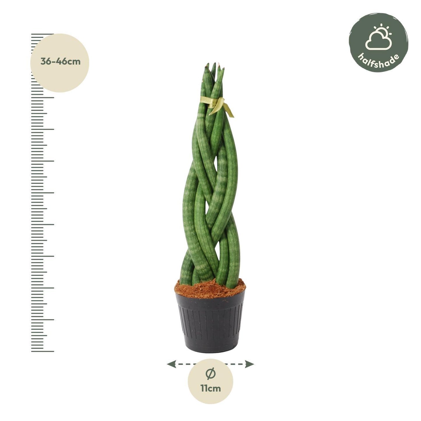 Sansevieria cylindrica 'Twist'