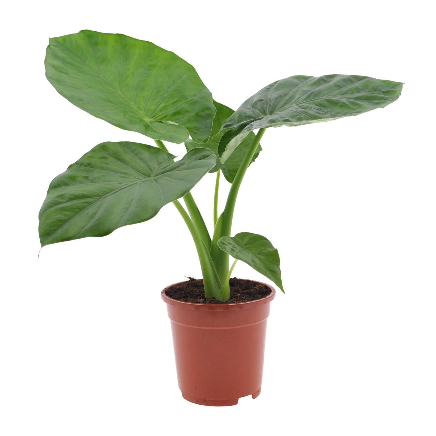 Alocasia Macrorrhiza