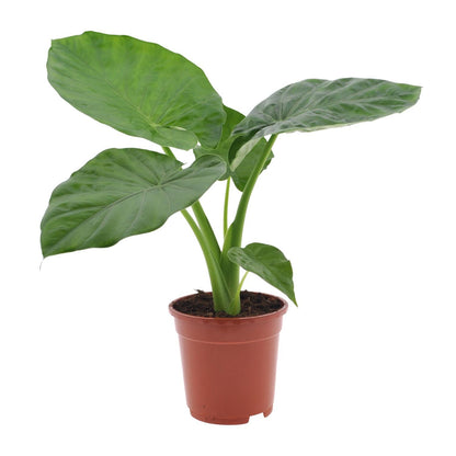 Alocasia Macrorrhiza