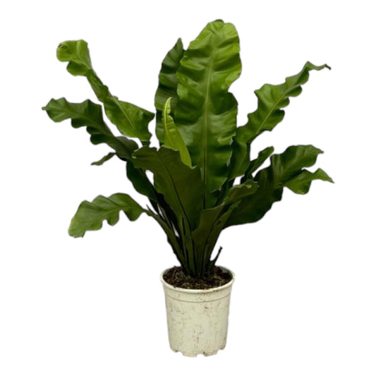 Asplenium Nidum