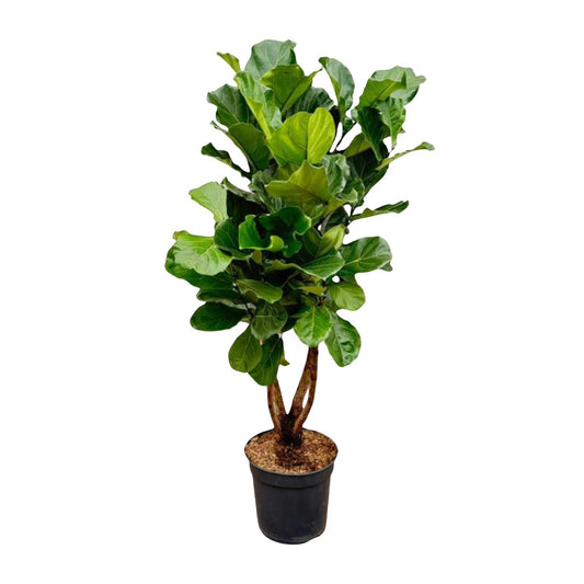 Ficus Lyrata