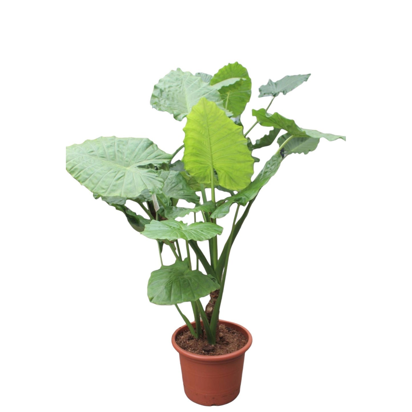 Alocasia Macrorrhiza - Plus-Size