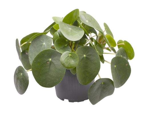 Pilea Peperomioides