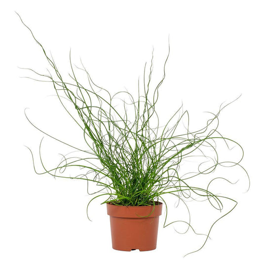 Juncus Liebeslocken