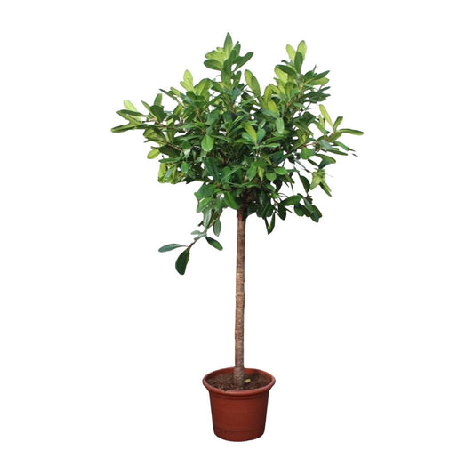 Ficus Cyathistipula-Baum