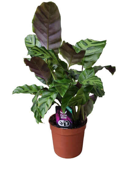 Calathea Greenstar