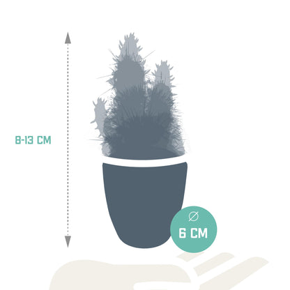 Kakteenmischung 5,5 cm - 5x - in weißem Topf