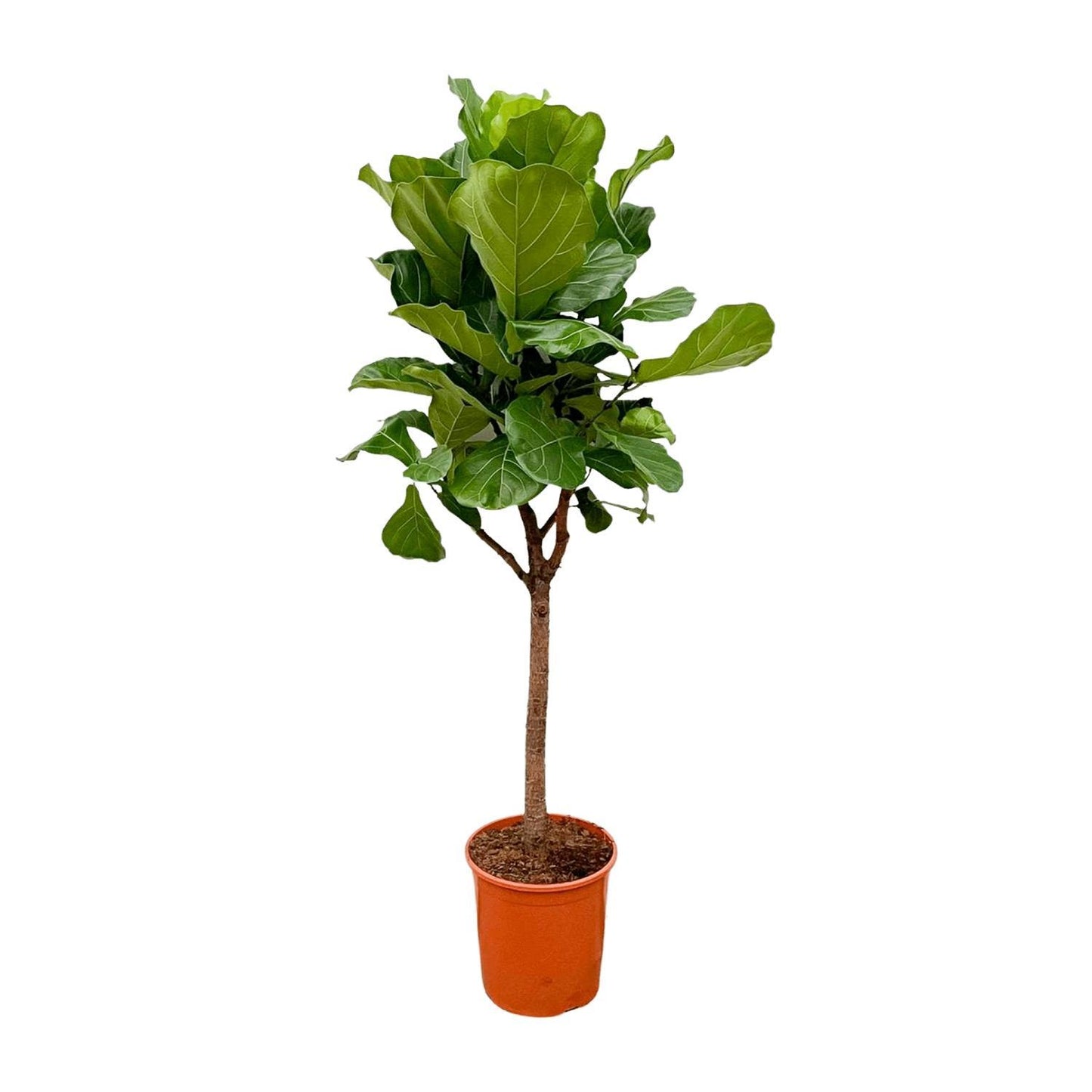 Ficus Lyrata Baum