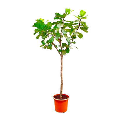 Ficus Lyrata Baum