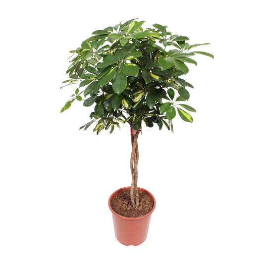 Schefflera Gold Capella