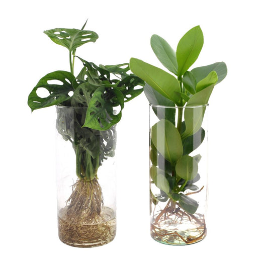 Cylinder Glas Duo Monstera/Clusia - 2 Stücke