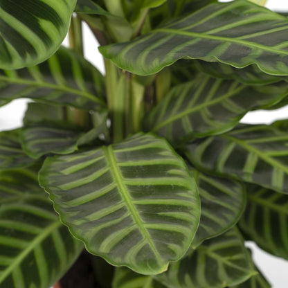 Calathea Zebrina - Pauwenplant