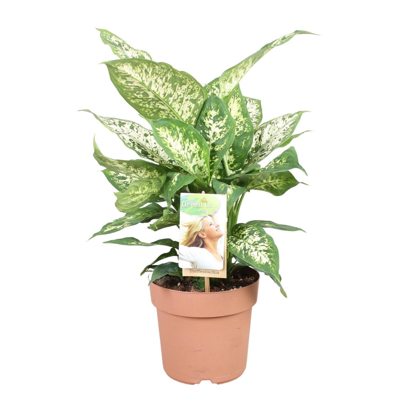 Dieffenbachia Compacta