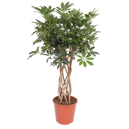 Schefflera Arboricola Compacta geflochtener Stamm