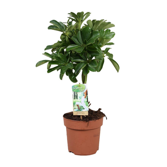 Schefflera Nora - Geflochtener Stamm