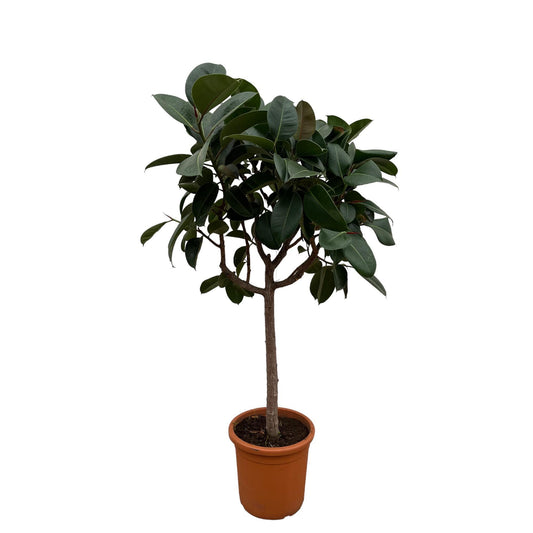 Ficus Elastica Robusta am Stiel