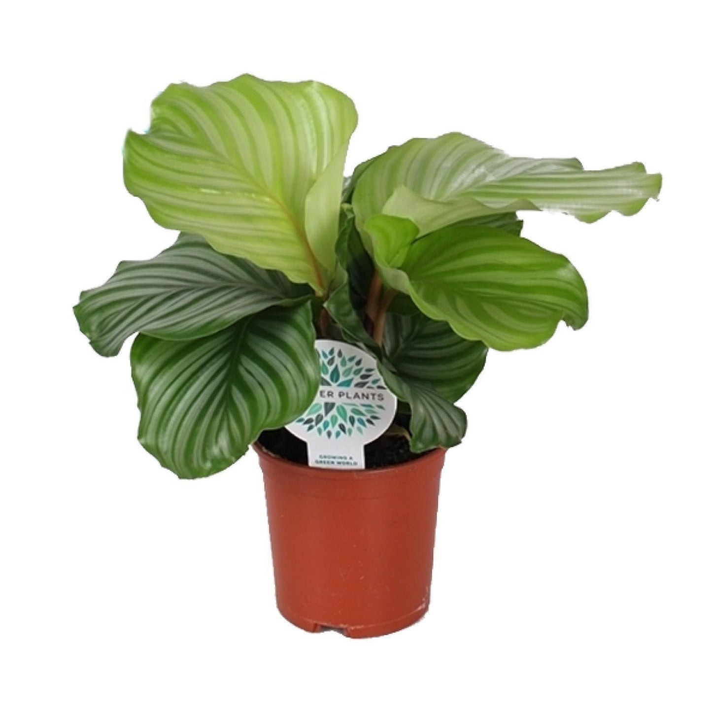 Calathea Orbifolia