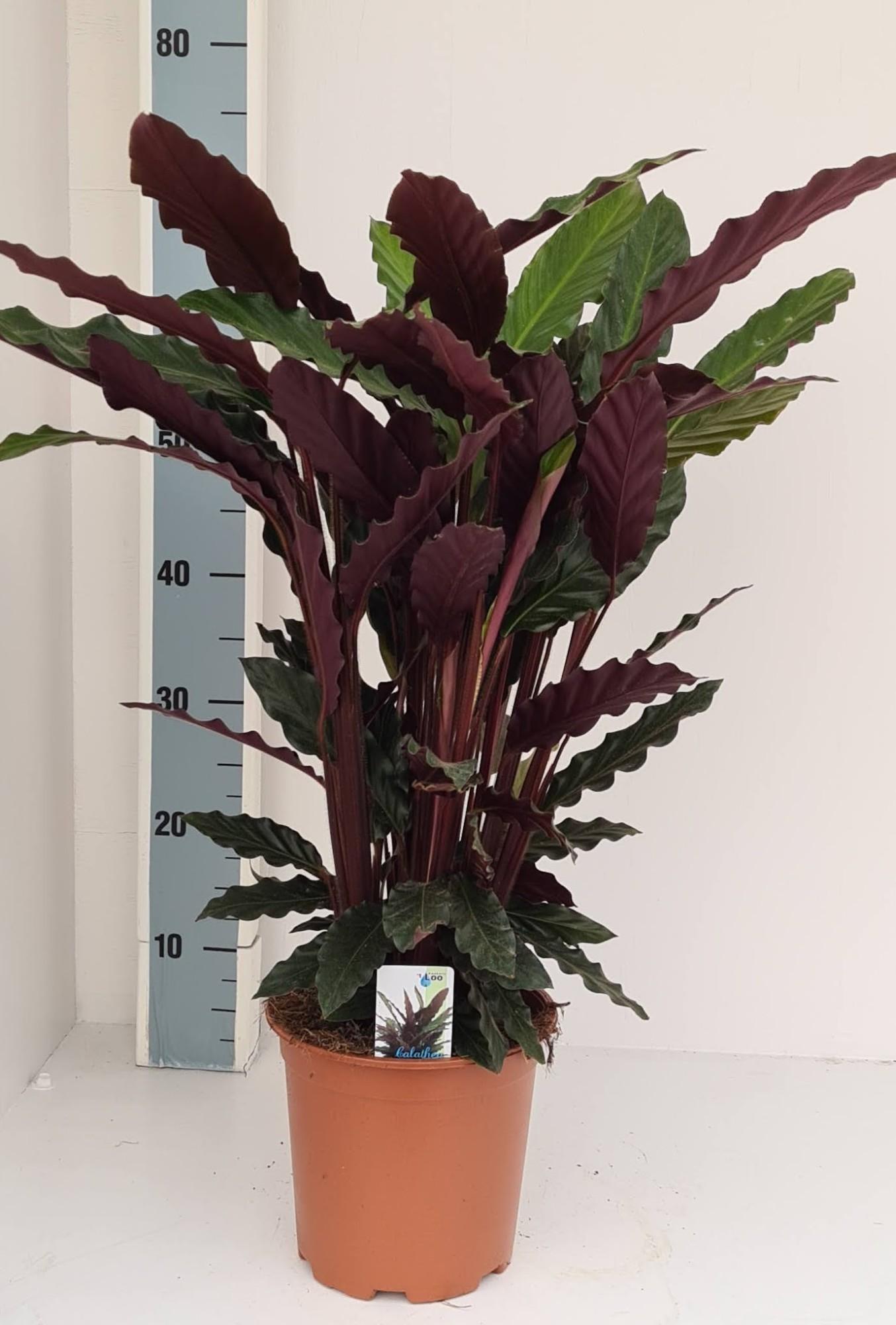 Calathea Rufibarba