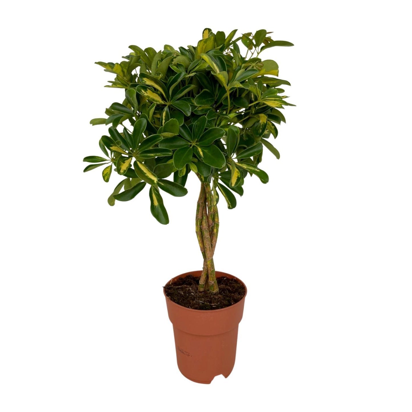 Schefflera Gold Capella