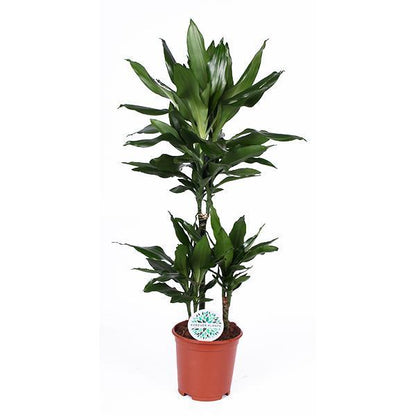 Dracaena Janet Lind